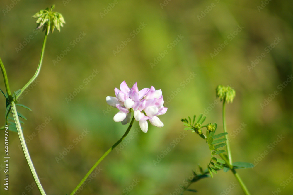 Common crownvetch in bloom closeup view with green selective focus in background Common crownvetch in bloom closeup view with green selective focus in background