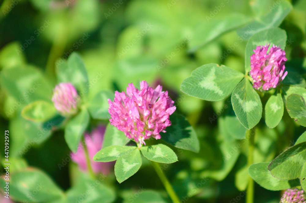 Red clover in bloom closeup view with green leaves selective focus in background Red clover in bloom closeup view with green leaves selective focus in background