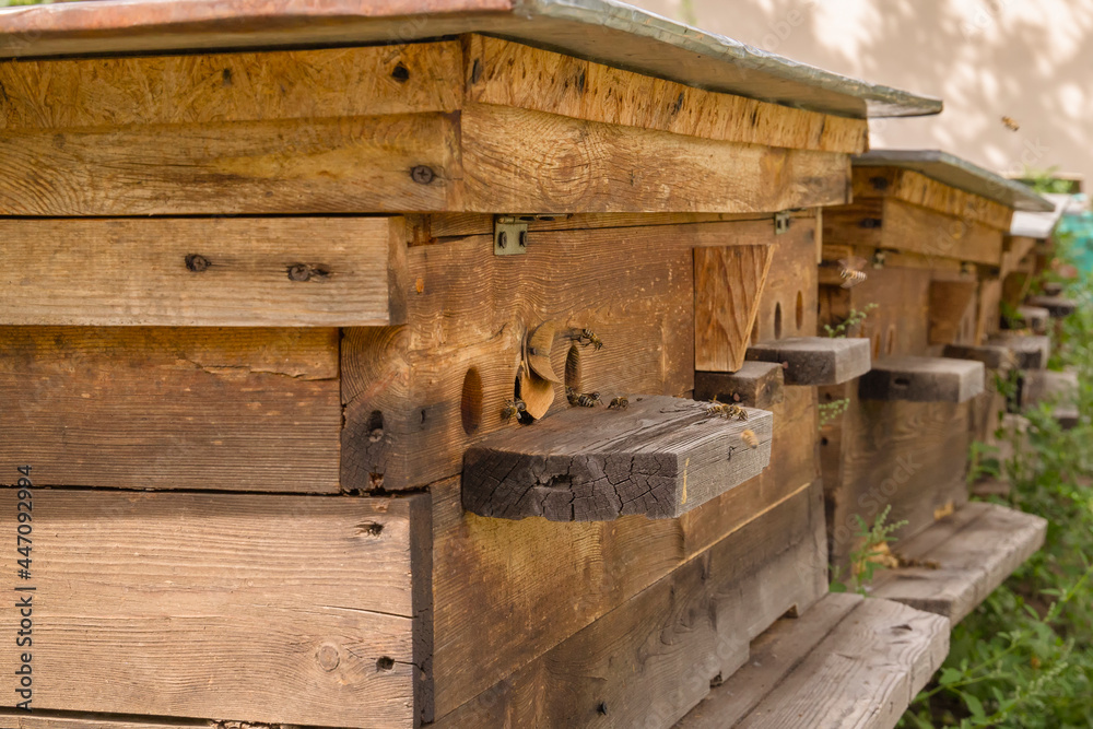 Bee hive with flying bees in the apiary in the garden. Close-up