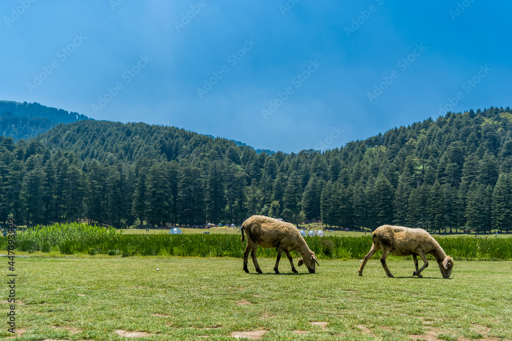 Mini Switzerland, Khajjiar, Chamba, Himachal Pradesh, India Mini Switzerland, Khajjiar, Chamba, Himachal Pradesh, India