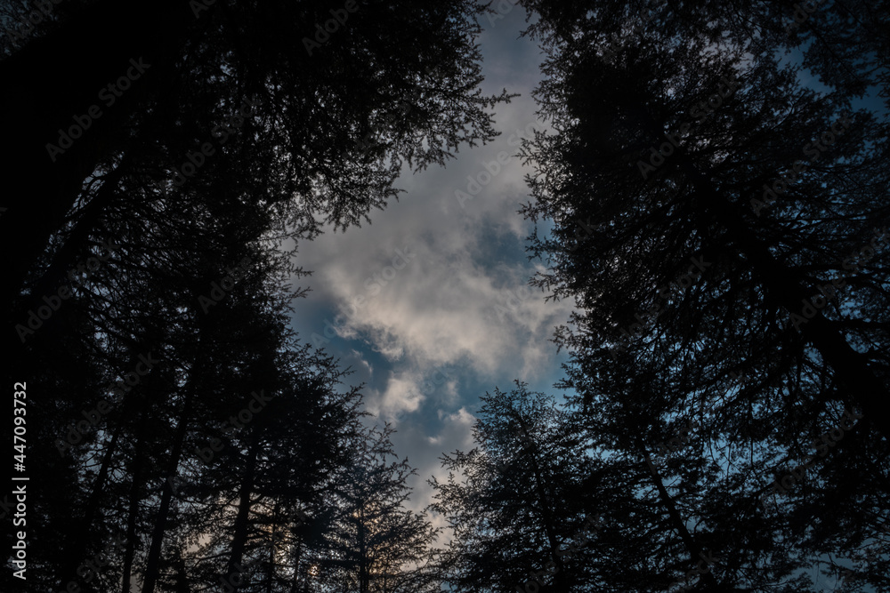 Naklejka premium sunset in the woods