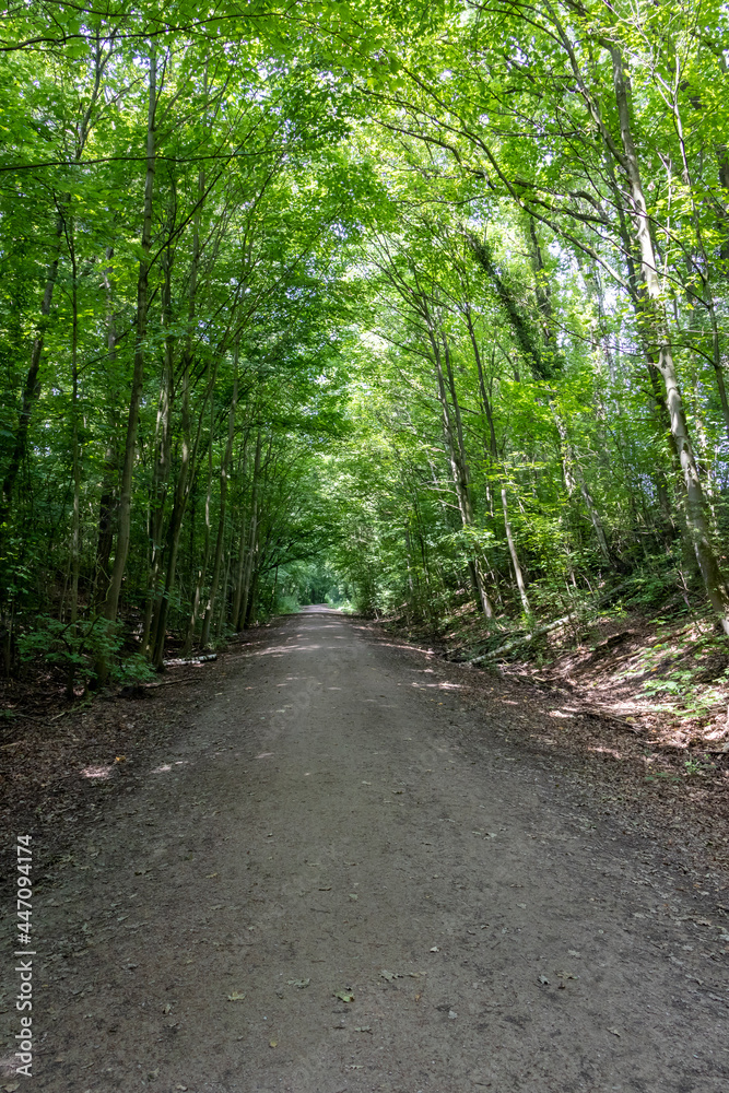 Naklejka premium Forest path in the nature reserve Hahnheide