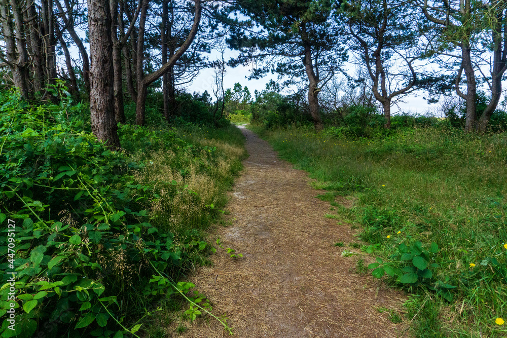 Fototapeta premium Wangerooge