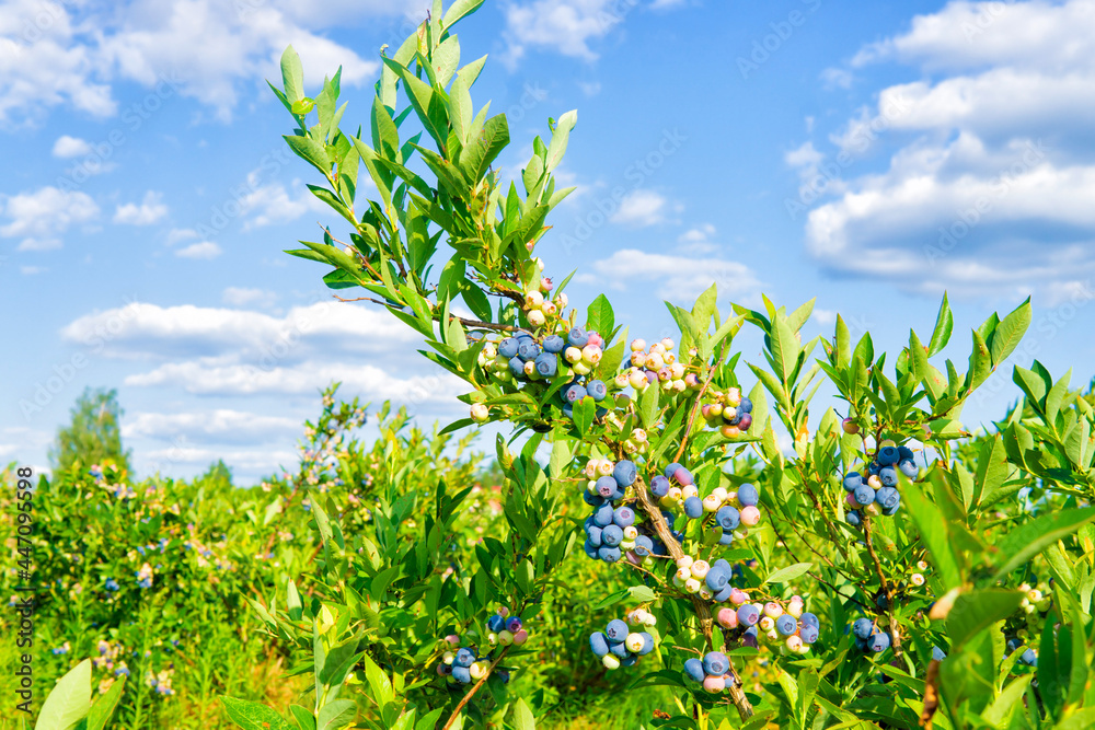 Obraz premium Bush of blueberries in the field