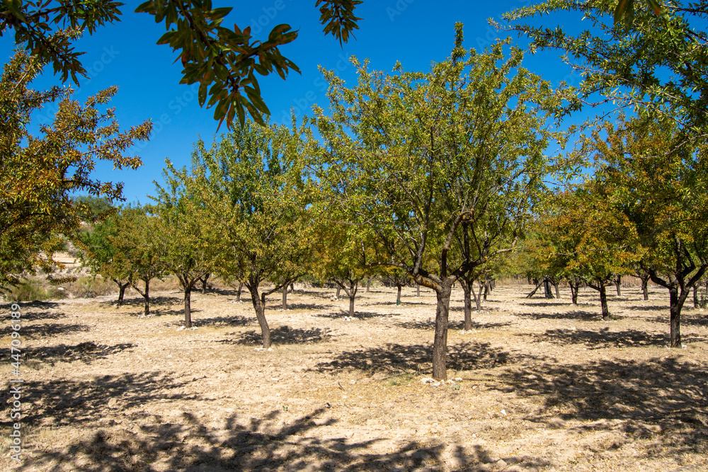 Árboles frutales ciruelos en el campo en verano Árboles frutales ciruelos en el campo en verano