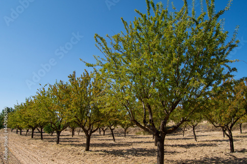 Árboles frutales ciruelos en el campo en verano