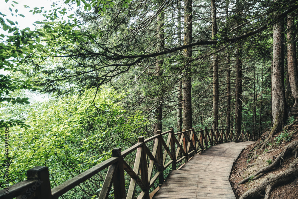Tourist route in the National Park. Wooden pavement among tall fir trees and rocks Tourist route in the National Park. Wooden pavement among tall fir trees and rocks