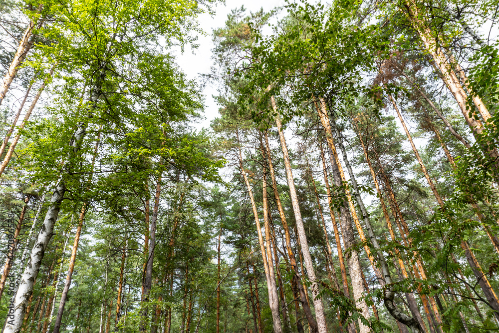 Obraz premium summer forest, birch, beautiful summer background