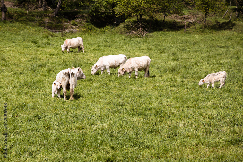 Group of white cows grazing on the green grass in Spain, white lamb laying on the field of grass, Rupit Group of white cows grazing on the green grass in Spain, white lamb laying on the field of grass, Rupit