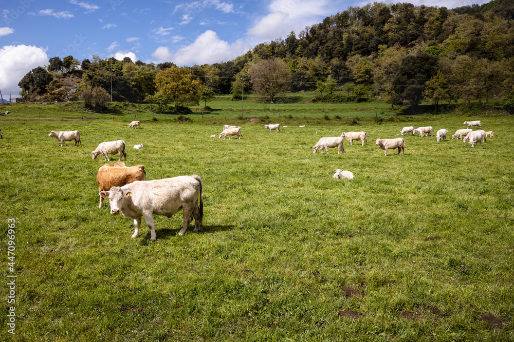 Group of white cows grazing on the green grass in Spain, white lamb laying on the field of grass, Rupit