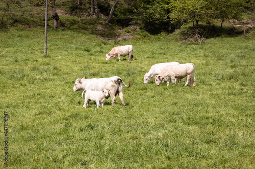 Group of white cows grazing on the green grass in Spain, white lamb laying on the field of grass, Rupit