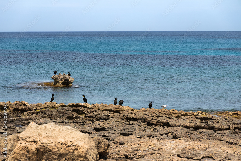 Black cormorant bird on the rocky beach in Ibiza, Spain