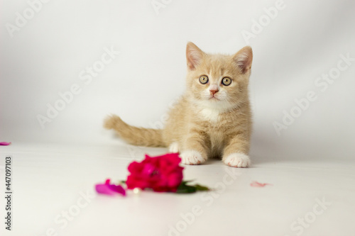 Cute British short hair cat. Little kitten plaing, looking at the camera. Red decor photo