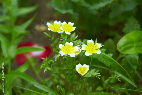 Blooming Limnanthes douglasii in summer garden with green foliage on background, popular ornamental plant with white and yellow flowers native to California. photo