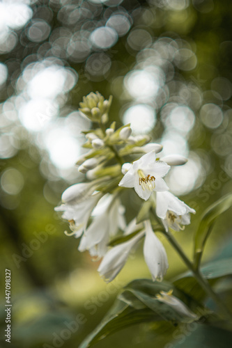 close up of white flowers