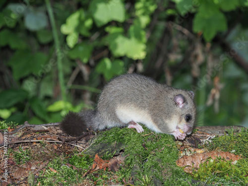 Edible dormouse or fat dormouse (Glis glis) eats in the forest