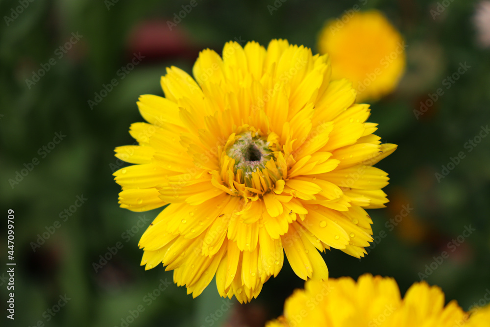 Calendula Officinalis - Nature, Natura, Fiori, Giardino, Primavera/Estate Calendula Officinalis - Nature, Natura, Fiori, Giardino, Primavera/Estate