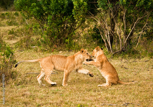 Two young lions play in the wild African savannah © nudda
