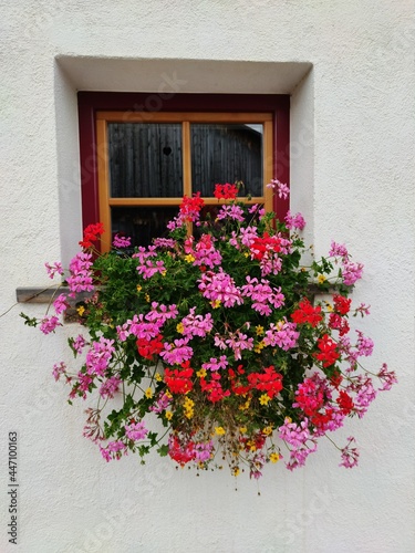window with flowers, Trentino-Alto Adige, Italy
