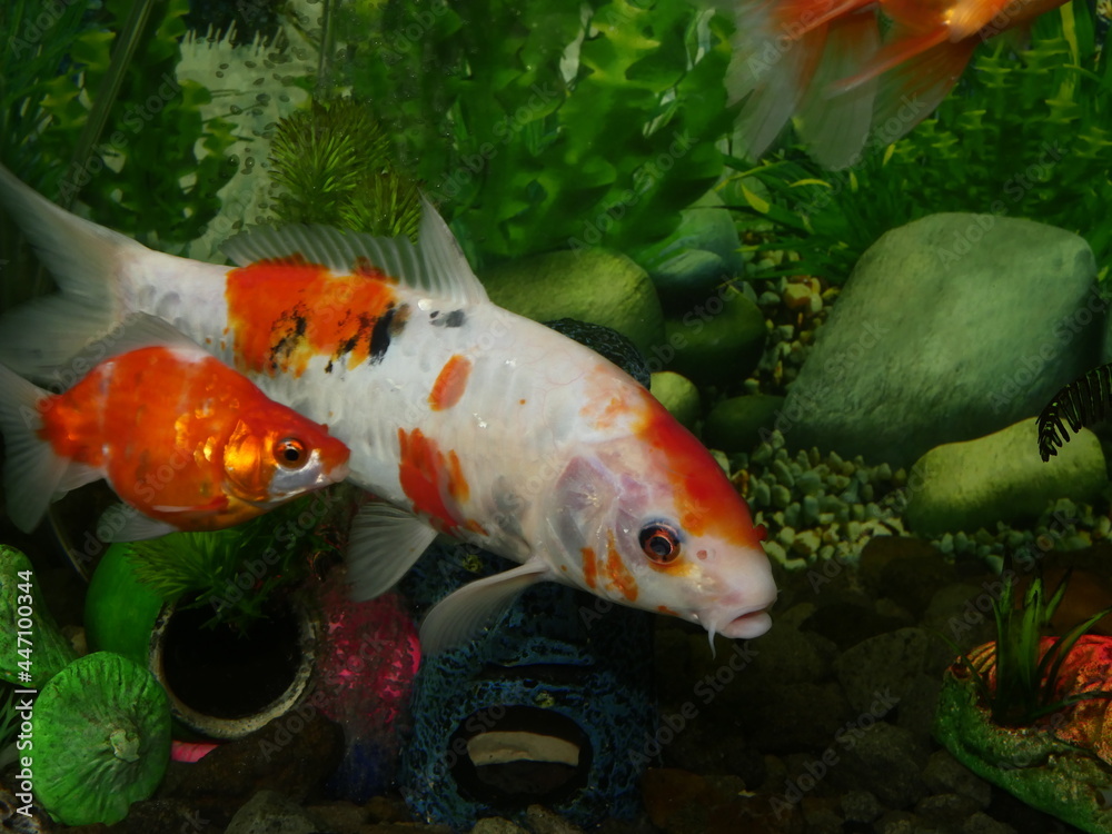 The beauty of goldfish makes the heart calm, makes the soul relax, Fish swim in very clear water, in a landscape aquarium water tank The beauty of goldfish makes the heart calm, makes the soul relax, Fish swim in very clear water, in a landscape aquarium water tank