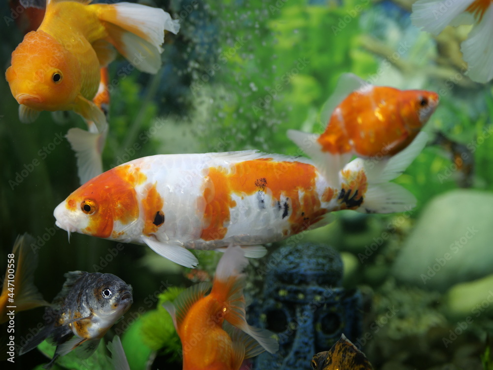 The beauty of goldfish makes the heart calm, makes the soul relax, Fish swim in very clear water, in a landscape aquarium water tank The beauty of goldfish makes the heart calm, makes the soul relax, Fish swim in very clear water, in a landscape aquarium water tank