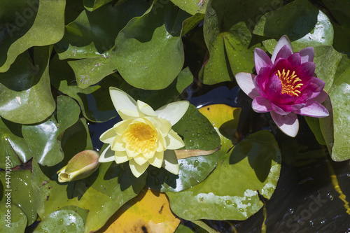 Fotografie, Obraz yellow and pink water-lilies with green leaf background in pond on sunny day