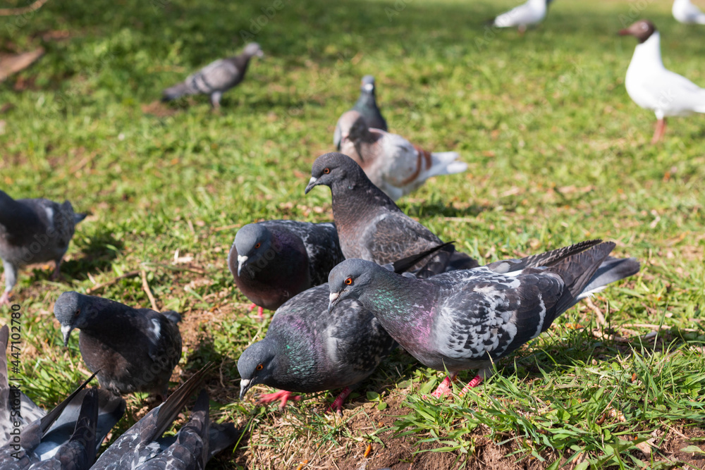 Fototapeta premium seagulls and doves on the grass