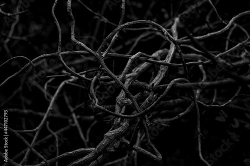 connessioni, connection, intrecci, branches, intertwining photo