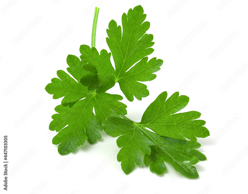 Branch of fresh green parsley isolated on white background. Branch of fresh green parsley isolated on white background.