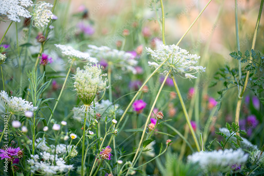 Wild flowers and grass in a nature meadow in the rays of summer sun in spring. Close-up macro. Natural summer meadow background. Picturesque colorful art image with soft focus. Wild flowers and grass in a nature meadow in the rays of summer sun in spring. Close-up macro. Natural summer meadow background. Picturesque colorful art image with soft focus.