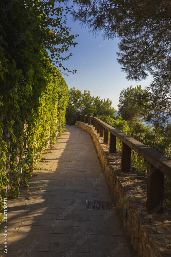 path with fence along the sea coast, surrounded by pines and grape
