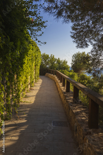 path with fence along the sea coast  surrounded by pines and grape