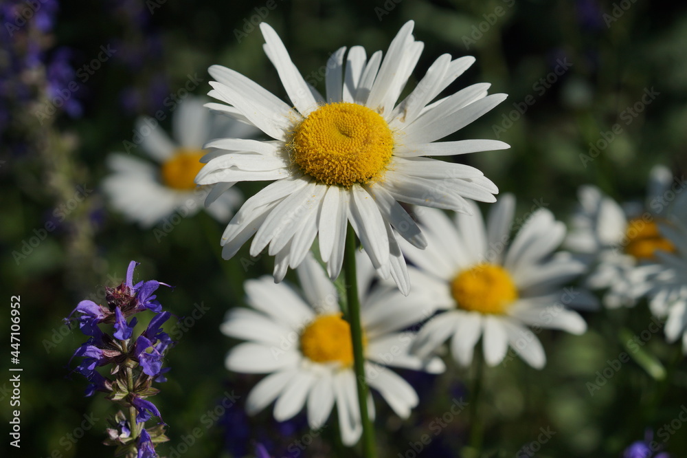 Obraz premium chamomile
