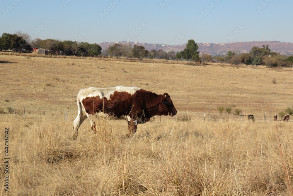 A closeup photograph of brown and white patchy, horned cows standing on a dry winter's grass field under a blue sky
