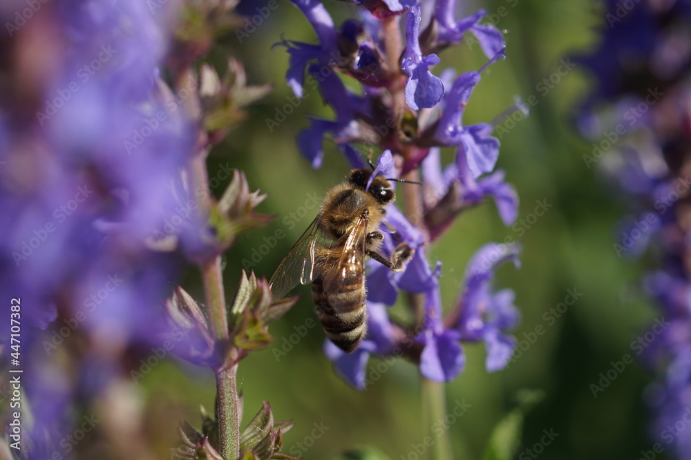 bee on lavender bee on lavender