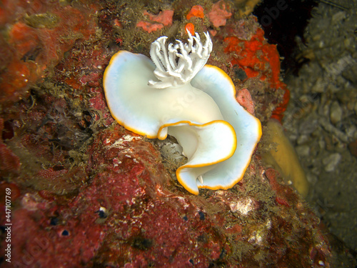 Nudibranch (Ardeadoris Egretta Heron) in the filipino sea 22.11.2015 photo