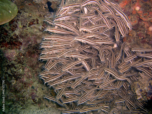 School of fish in the filipino sea 3.12.2015 photo