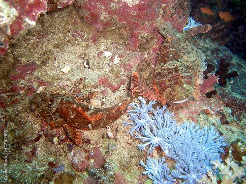 Tasseled Scorpionfish (Scorpaenopsis Oxycephala) in the filipino sea 10.12.2015 photo