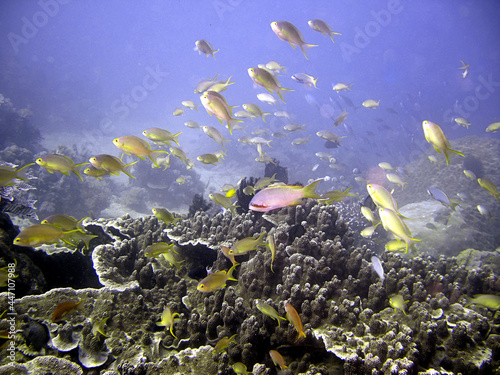 School of Snapperfish in the filipino sea 17.1.2016
