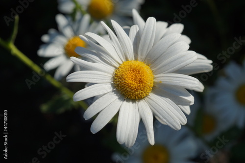 chamomile flower closeup
