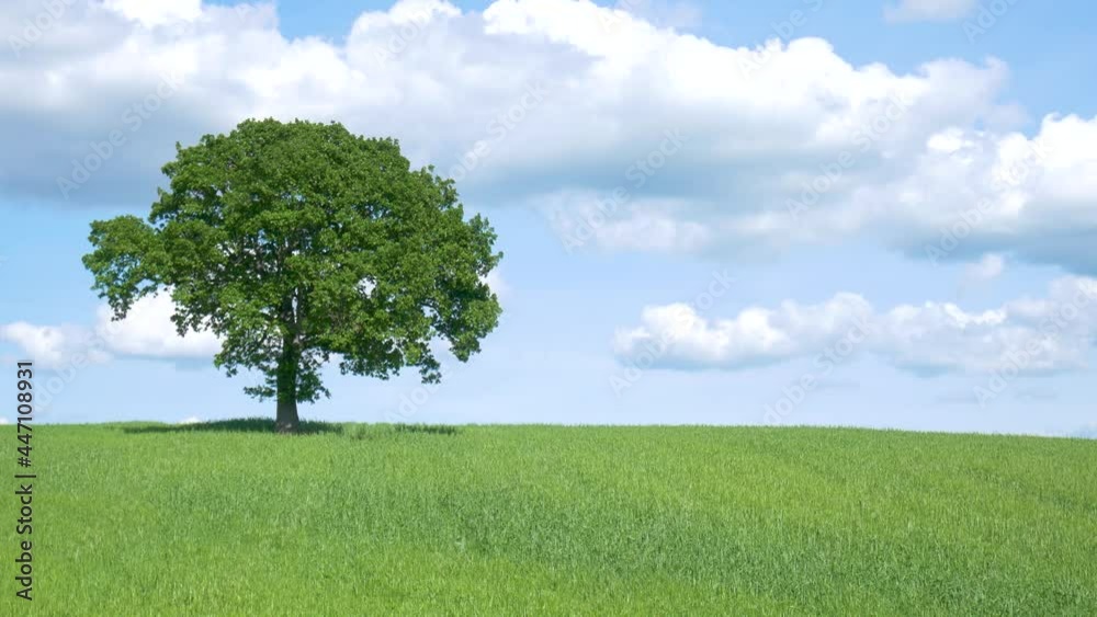 Unique green landscape in Orcia Valley, Tuscany, Italy. Single lone tree in cultivated hill range and cereal crop fields. Unique green landscape in Orcia Valley, Tuscany, Italy. Single lone tree in cultivated hill range and cereal crop fields.