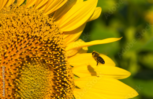 The bee flies up to the sunflower inflorescence © The physicist