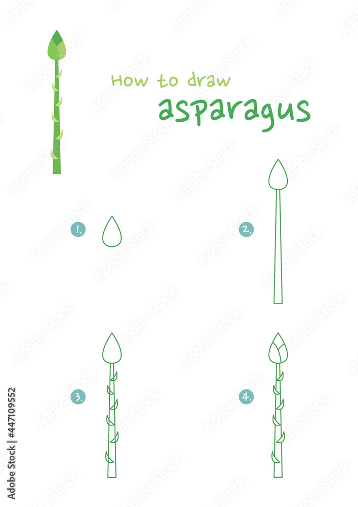 How to draw asparagus vector illustration. Draw asparagus step by step