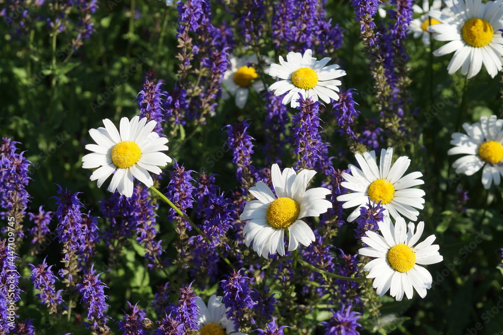 field of flowers field of flowers