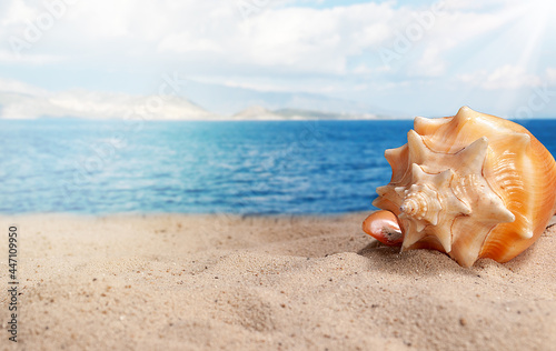 Close-up of shells on sand at beach. Sea, clouds and blue sky as background. Summer concept with copy space.