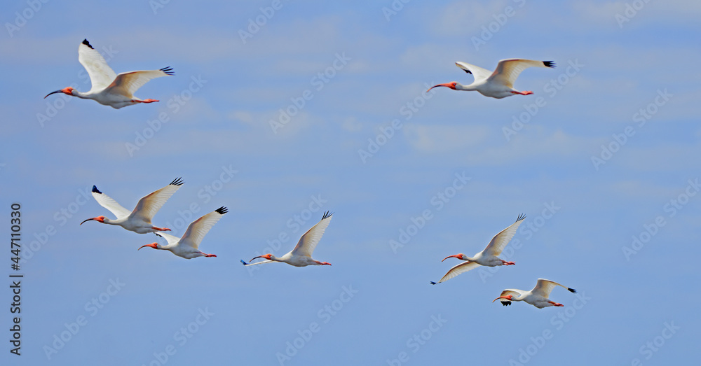 Flock of seven white ibis flying over bushes