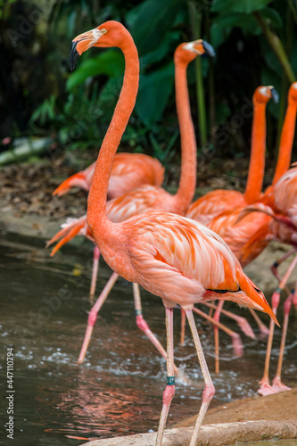 The American flamingo  Phoenicopterus ruber  is a large wading bird with reddish-pink plumage. Like all flamingos  it lays a single chalky-white egg on a mud mound  between May and August.