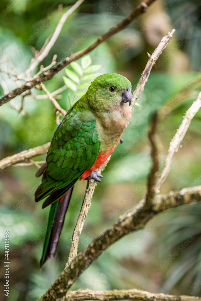 the female Australian king parrot (Alisterus scapularis) close up image. 
Endemic to eastern Australia, They feed on fruits and seeds gathered from trees or on the ground.