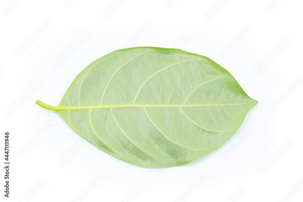 Obraz premium Green leaf isolated on white background