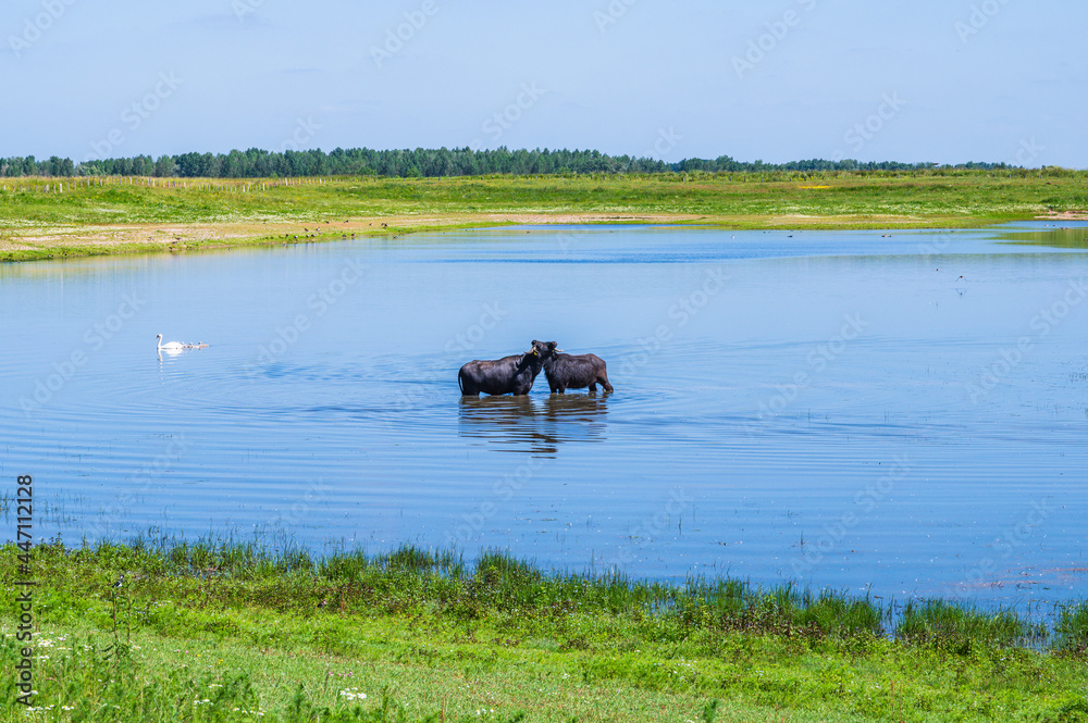 Zwei Wasserbüffel stehen im Wasser